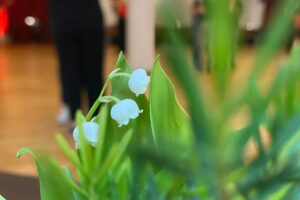 Tanz in den Mai 2026